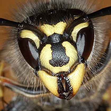 extreme closeup of the head of a wasp